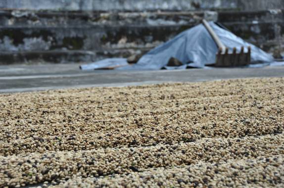 Secagem de café na finca Magdalena, na Isla Ometepe, no Lago de Nicarágua